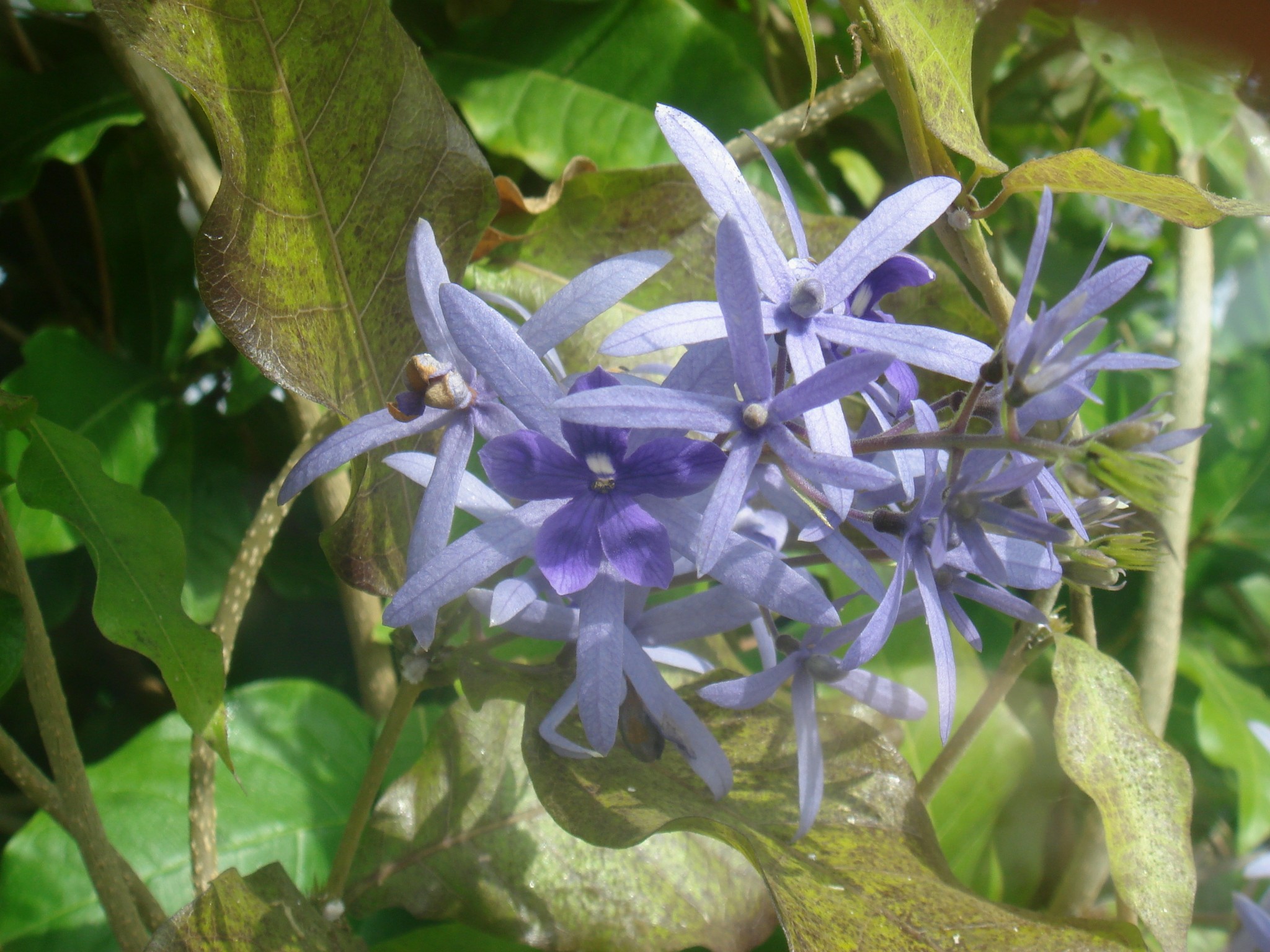 Petrea volubilis L.